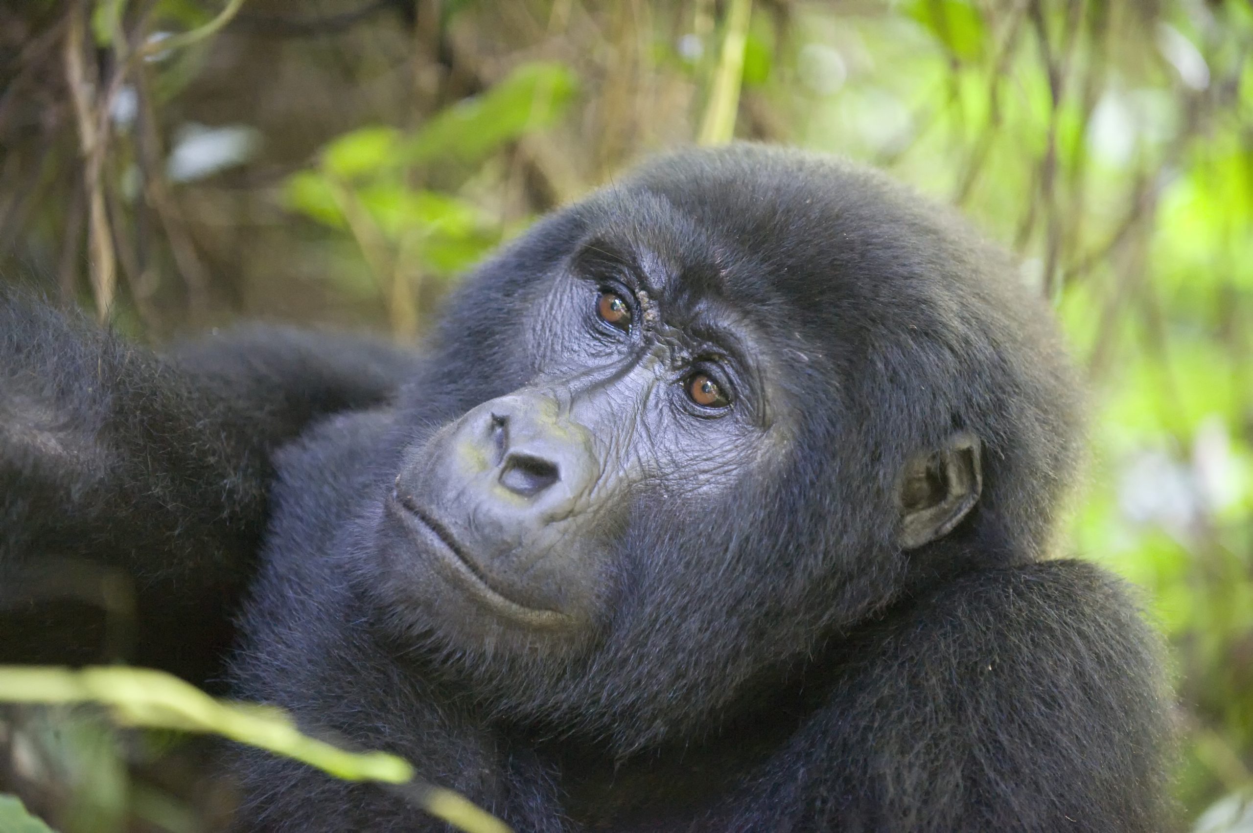 Copy of Gorilla-in-Bwindi-4