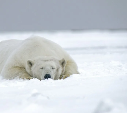 Immersive Learning and Arctic Exploration