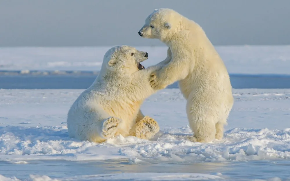 A Polar Bear Photography  Expedition