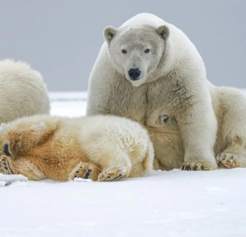 A Family Adventure of Arctic Discoveries