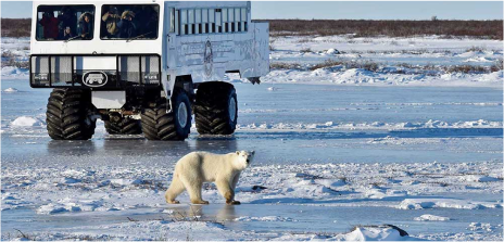 Land of the Ice Bear