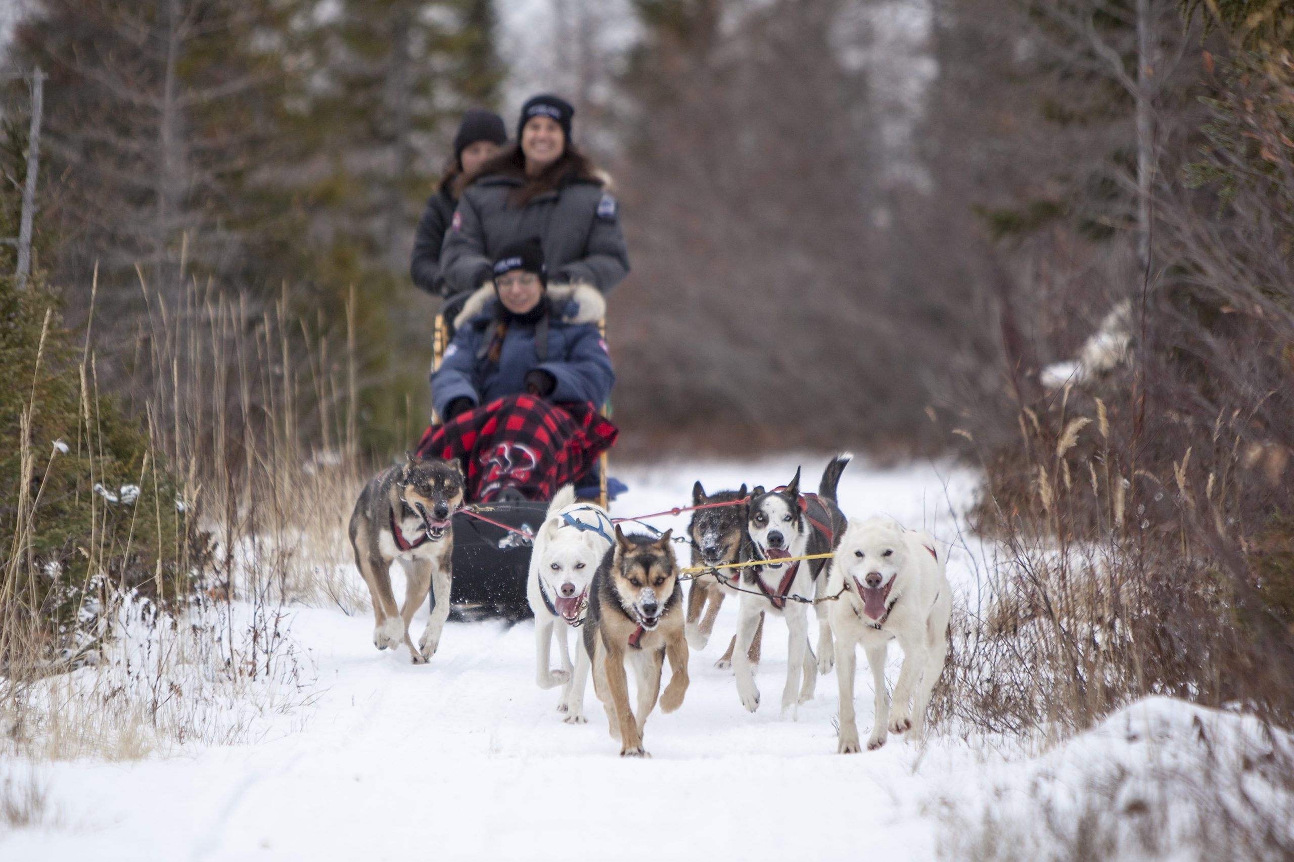 Crediting is required when using Frontiers North's photos. This means you have to credit both the photographer and Frontiers North Adventures using the following convention: © Photographer's Name/Frontiers North Adventures.
Image Caption:
Hosted by a local resident and dog sledding expert, you will learn about Métis culture and the history of dog sledding in northern Canada. Enjoy an exhilarating ride behind a strong team of sled dogs on a custom-made sled or cart.