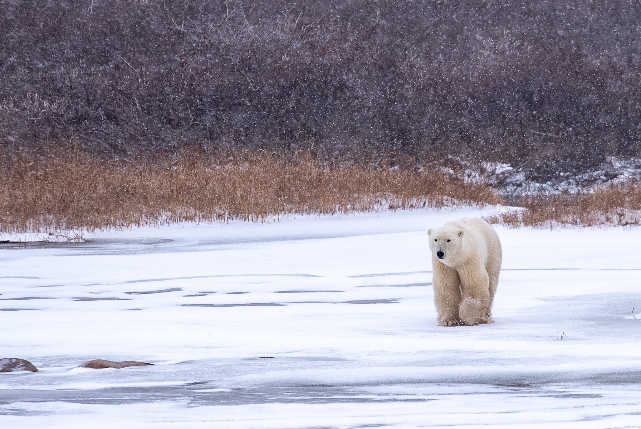 Crediting is required when using Frontiers North's photos. This means you have to credit both the photographer and Frontiers North Adventures using the following convention: © Photographer's Name/Frontiers North Adventures.
Image Caption:
Experience an intimate encounter with a wild polar bear from an authentic Tundra Buggy®. Tundra Buggies are furnished with dual-pane frost-free windows. Each day, we depart early and board our Tundra Buggies looking for polar bears and other wildlife out on the tundra. Enjoy picnic style lunches and refreshments while you are bear watching.