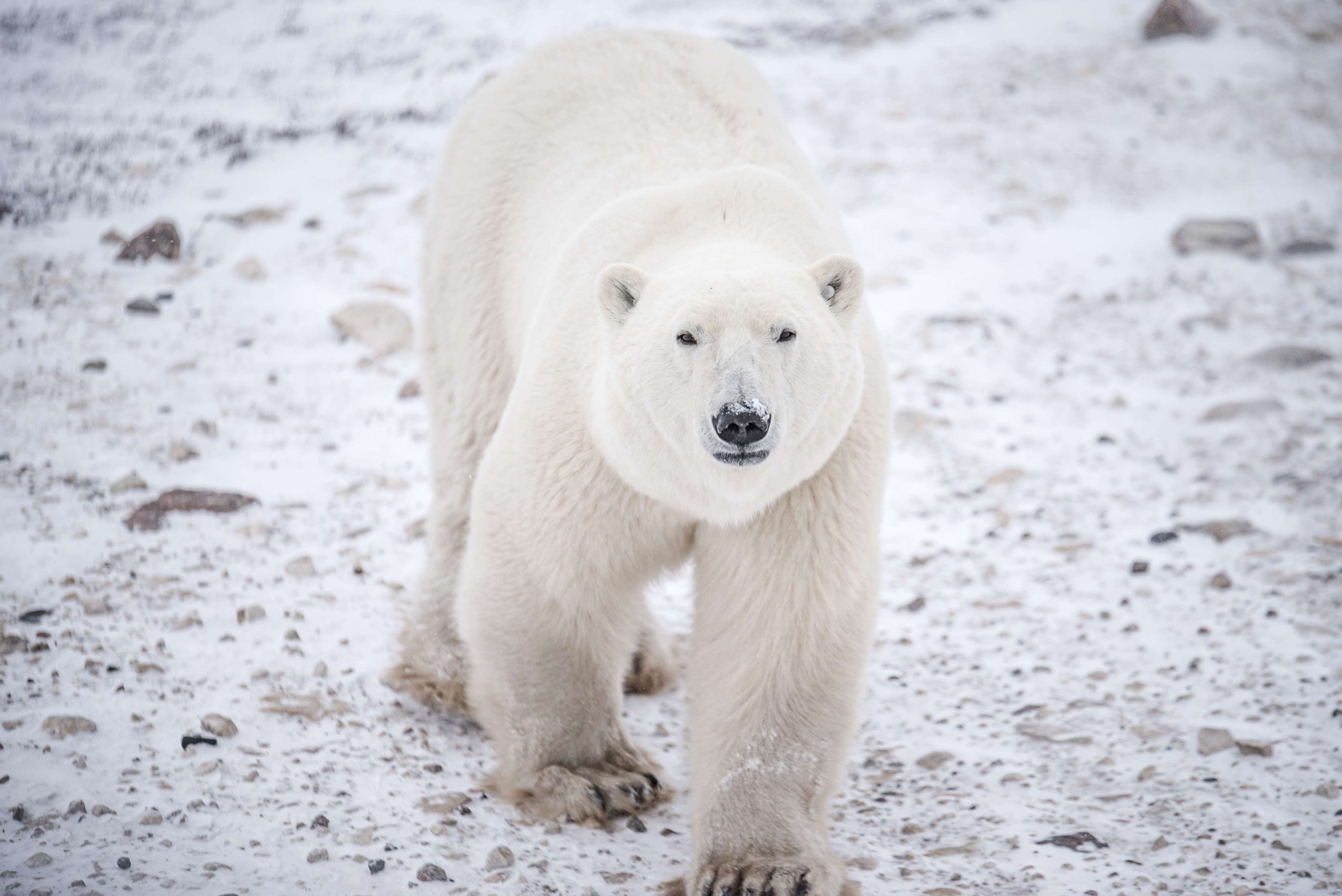 2020_Asset_Abby_Matheson_1222 (1)