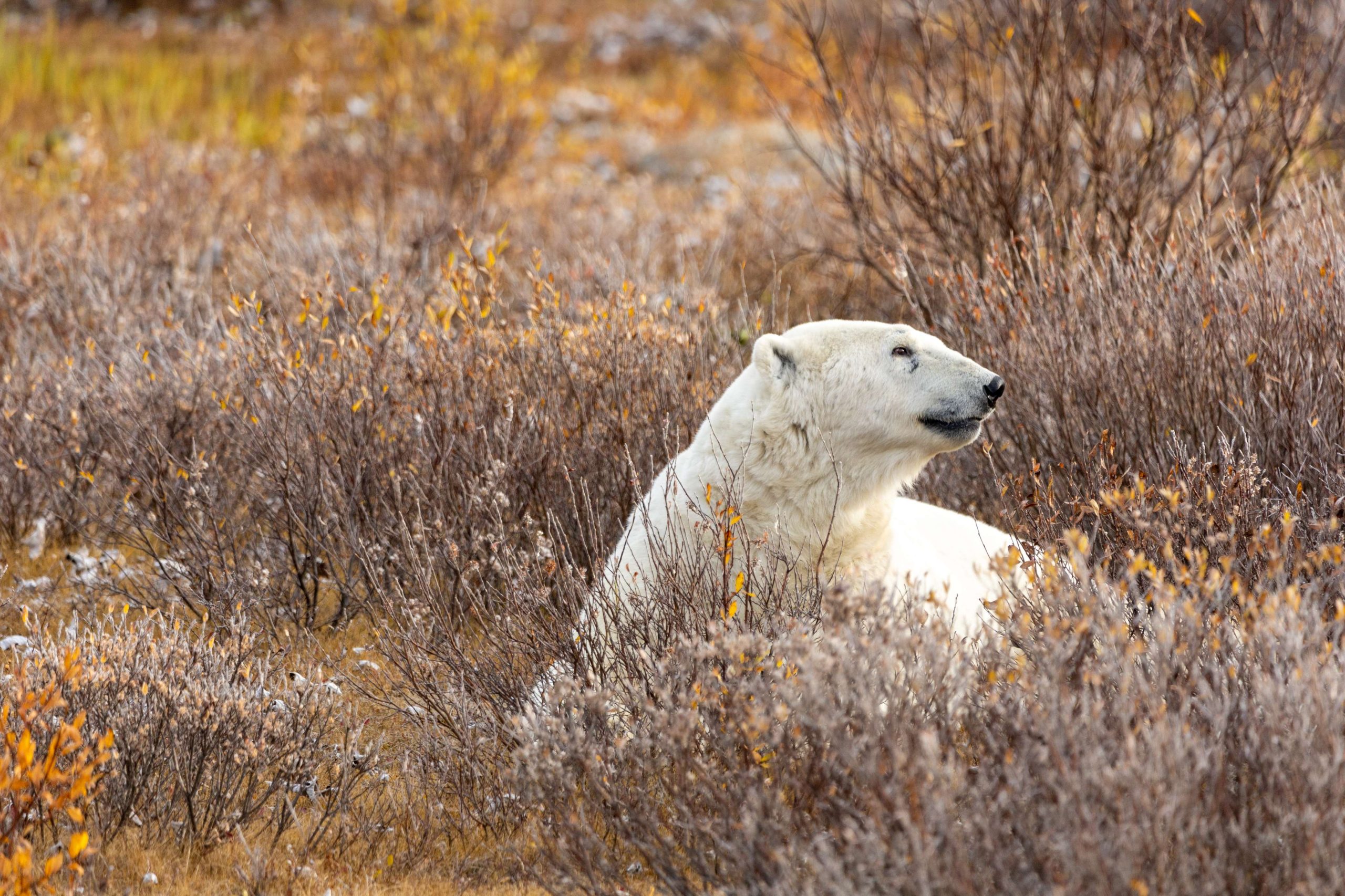 Alex Cupeiro--1752 (1)