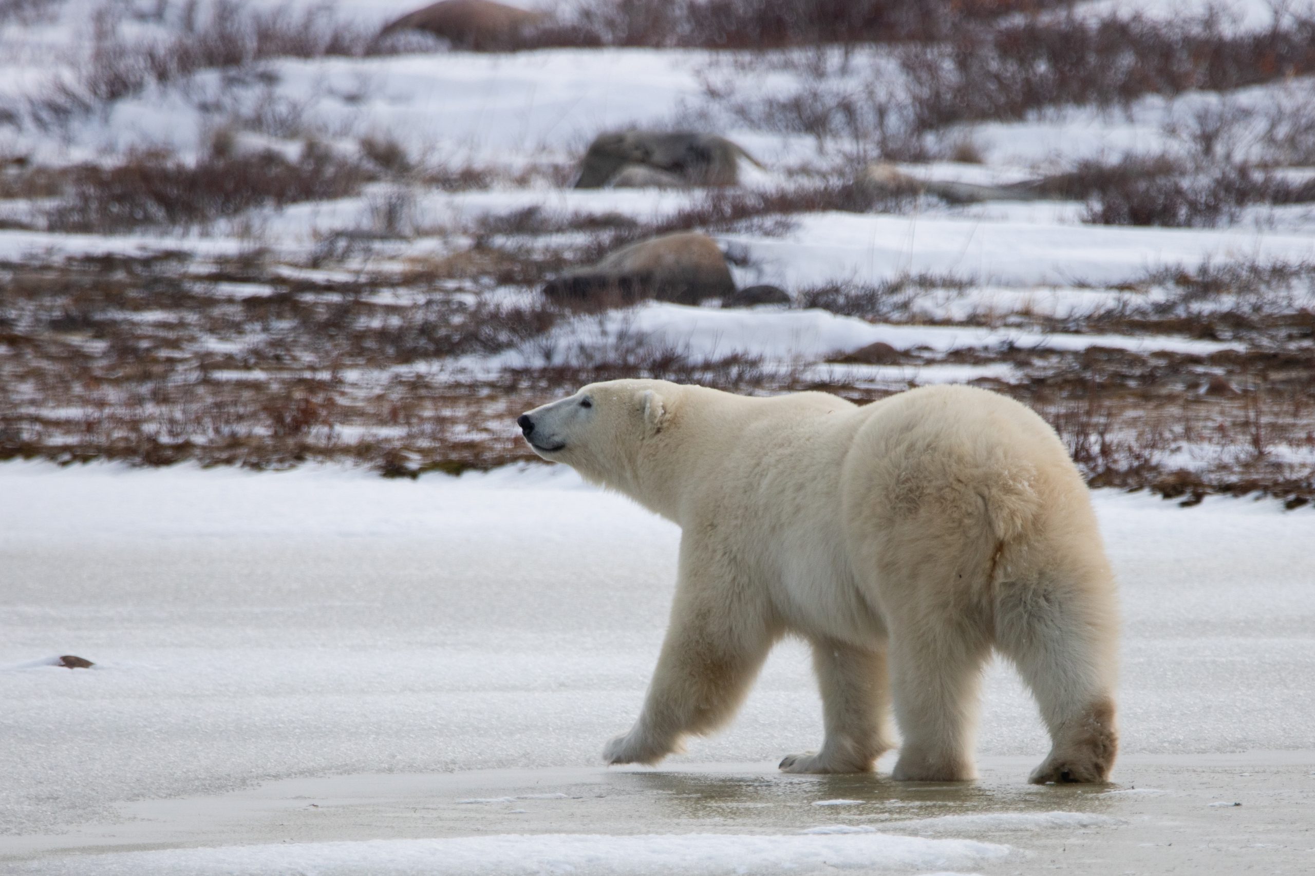 Crediting is required when using Frontiers North's photos. This means you have to credit both the photographer and Frontiers North Adventures using the following convention: © Photographer's Name/Frontiers North Adventures.
Image Caption:
Experience an intimate encounter with a wild polar bear from an authentic Tundra Buggy®. Tundra Buggies are furnished with dual-pane frost-free windows. Each day, we depart early and board our Tundra Buggies looking for polar bears and other wildlife out on the tundra. Enjoy picnic style lunches and refreshments while you are bear watching.