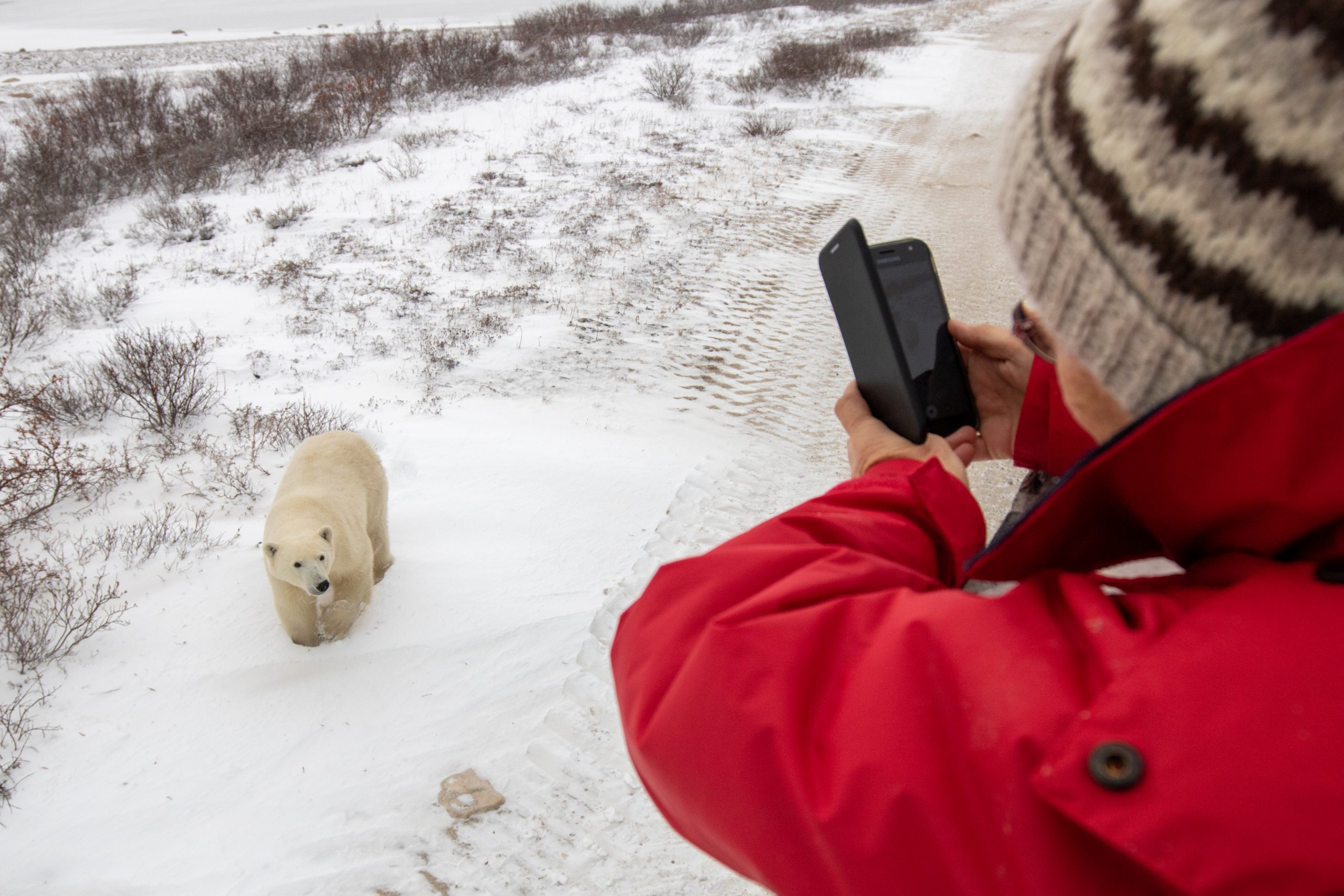 Crediting is required when using Frontiers North's photos. This means you have to credit both the photographer and Frontiers North Adventures using the following convention: © Photographer's Name/Frontiers North Adventures.
Image Caption:
Experience an intimate encounter with a wild polar bear from an authentic Tundra Buggy®. Tundra Buggies are furnished with dual-pane frost-free windows. Each day, we depart early and board our Tundra Buggies looking for polar bears and other wildlife out on the tundra. Enjoy picnic style lunches and refreshments while you are bear watching.