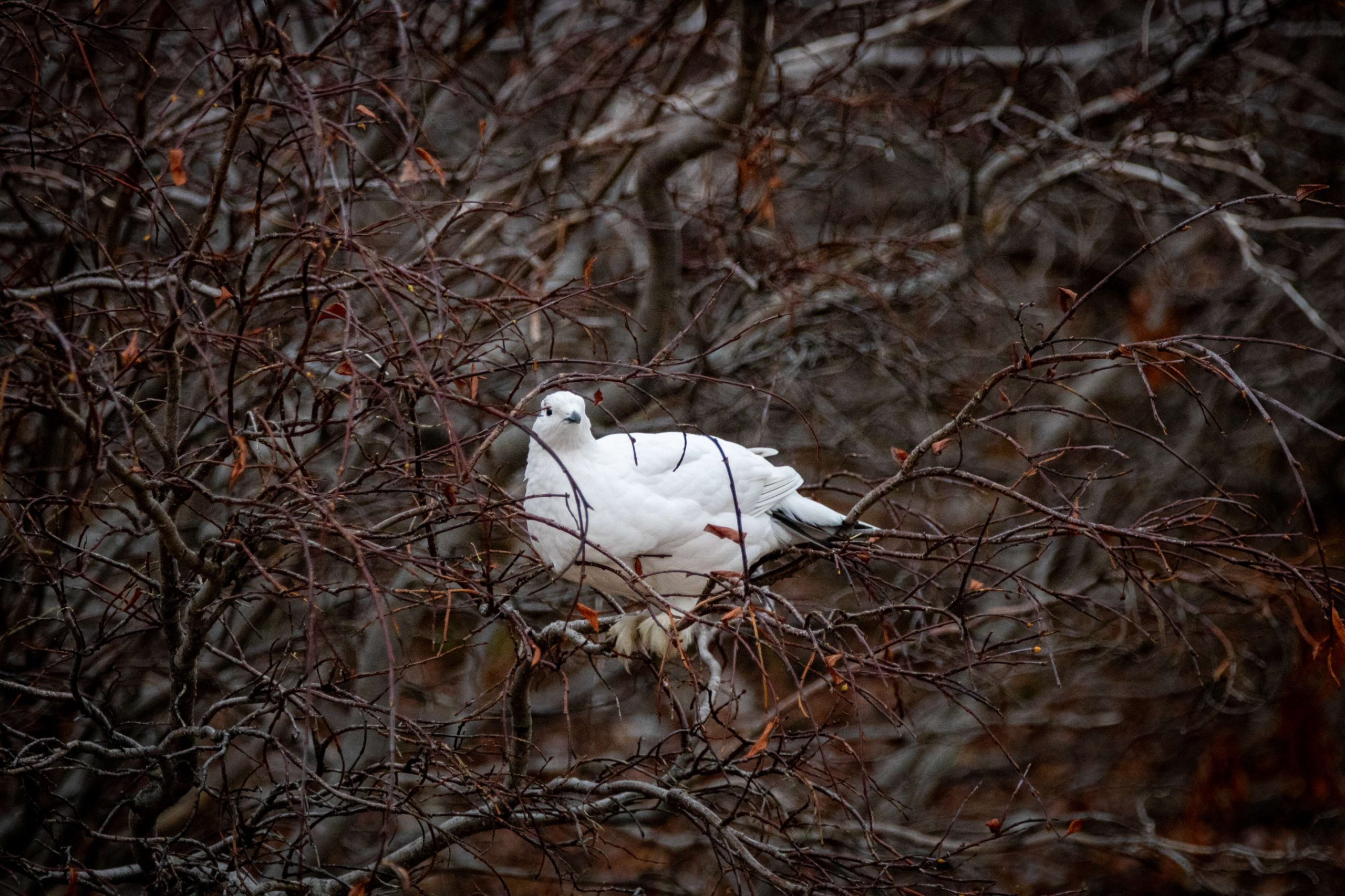 Alex Cupeiro--3932 (1)