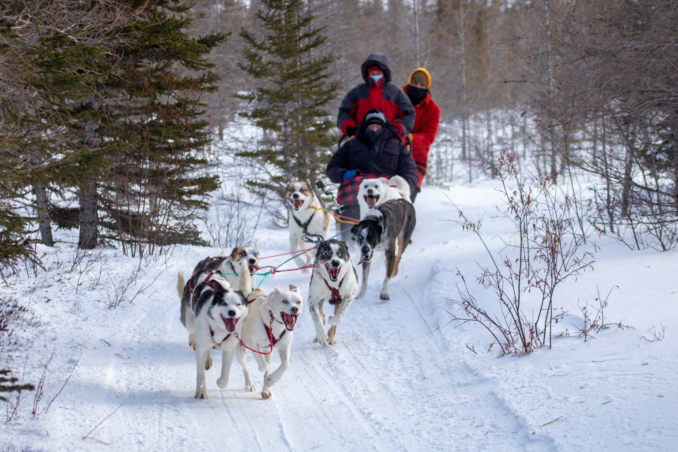 Crediting is required when using Frontiers North's photos. This means you have to credit both the photographer and Frontiers North Adventures using the following convention: © Photographer's Name/Frontiers North Adventures.
Image Caption:
Hosted by a local resident and dog sledding expert, you will learn about Métis culture and the history of dog sledding in northern Canada. Enjoy an exhilarating ride behind a strong team of sled dogs on a custom-made sled or cart.