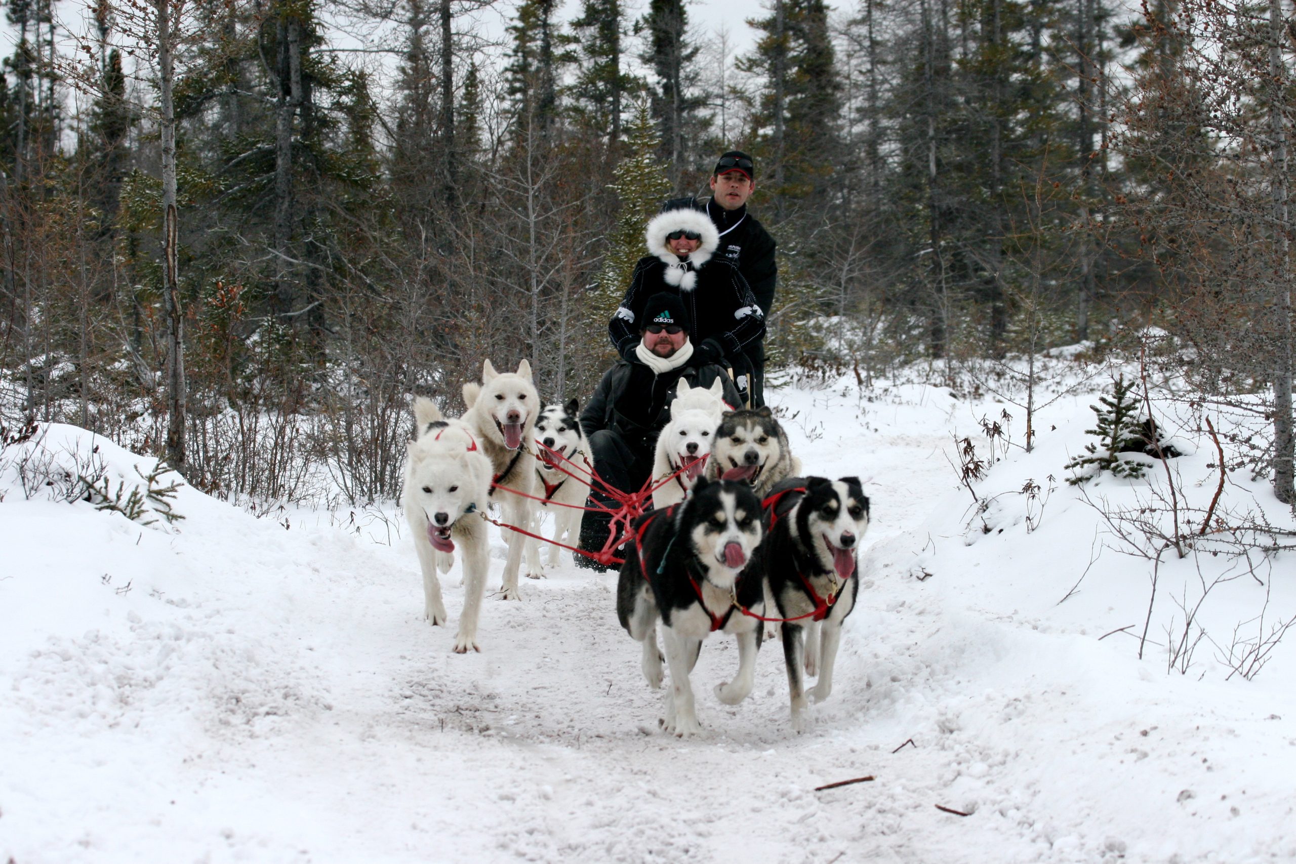 Crediting is required when using Frontiers North's photos. This means you have to credit both the photographer and Frontiers North Adventures using the following convention: © Photographer's Name/Frontiers North Adventures.
Image Caption:
Hosted by a local resident and dog sledding expert, you will learn about Métis culture and the history of dog sledding in northern Canada. Enjoy an exhilarating ride behind a strong team of sled dogs on a custom-made sled or cart.