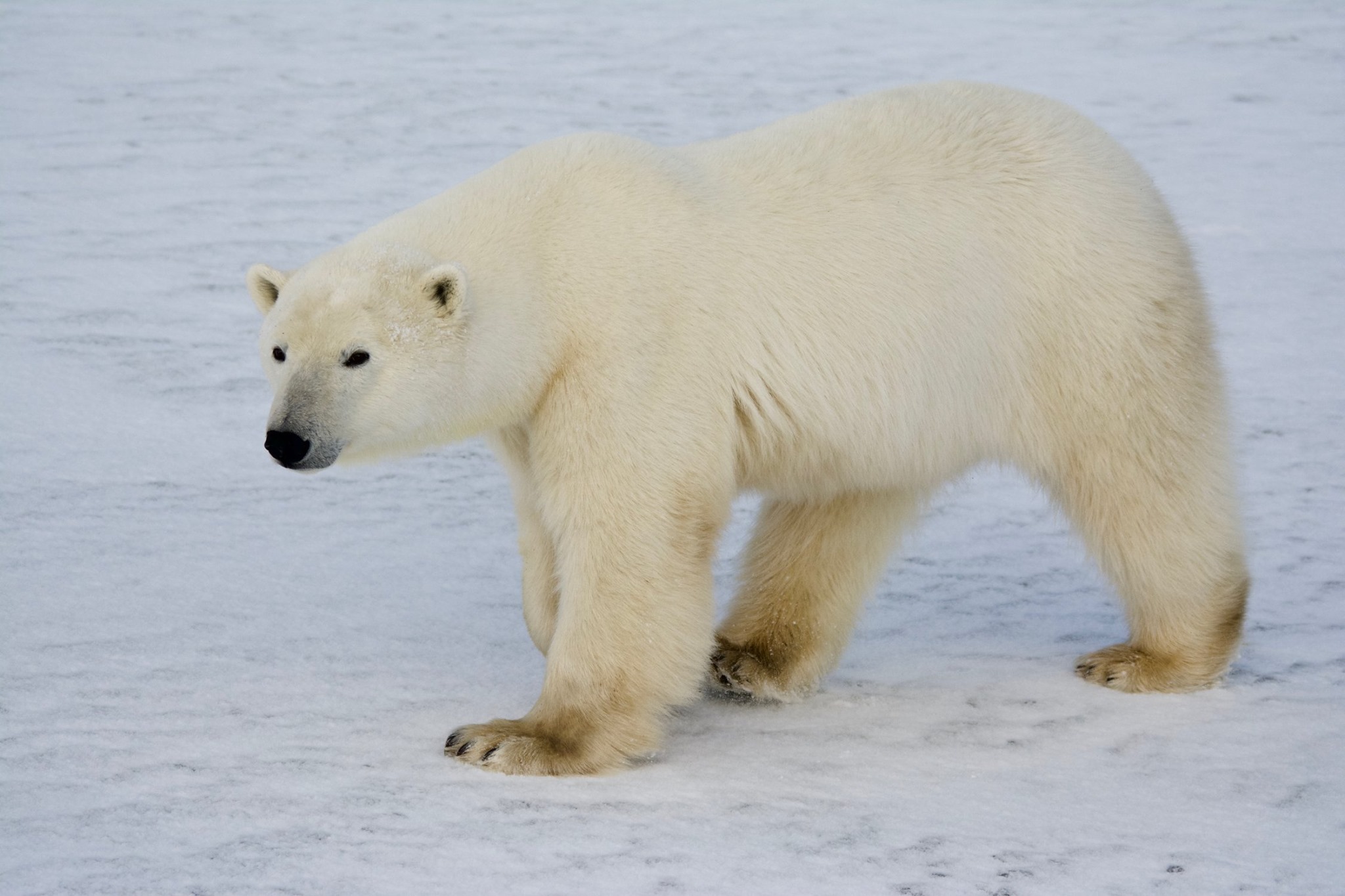 Crediting is required when using Frontiers North's photos. This means you have to credit both the photographer and Frontiers North Adventures using the following convention: © Photographer's Name/Frontiers North Adventures.
Image Caption:
Experience an intimate encounter with a wild polar bear from an authentic Tundra Buggy®. Tundra Buggies are furnished with dual-pane frost-free windows. Each day, we depart early and board our Tundra Buggies looking for polar bears and other wildlife out on the tundra. Enjoy picnic style lunches and refreshments while you are bear watching.