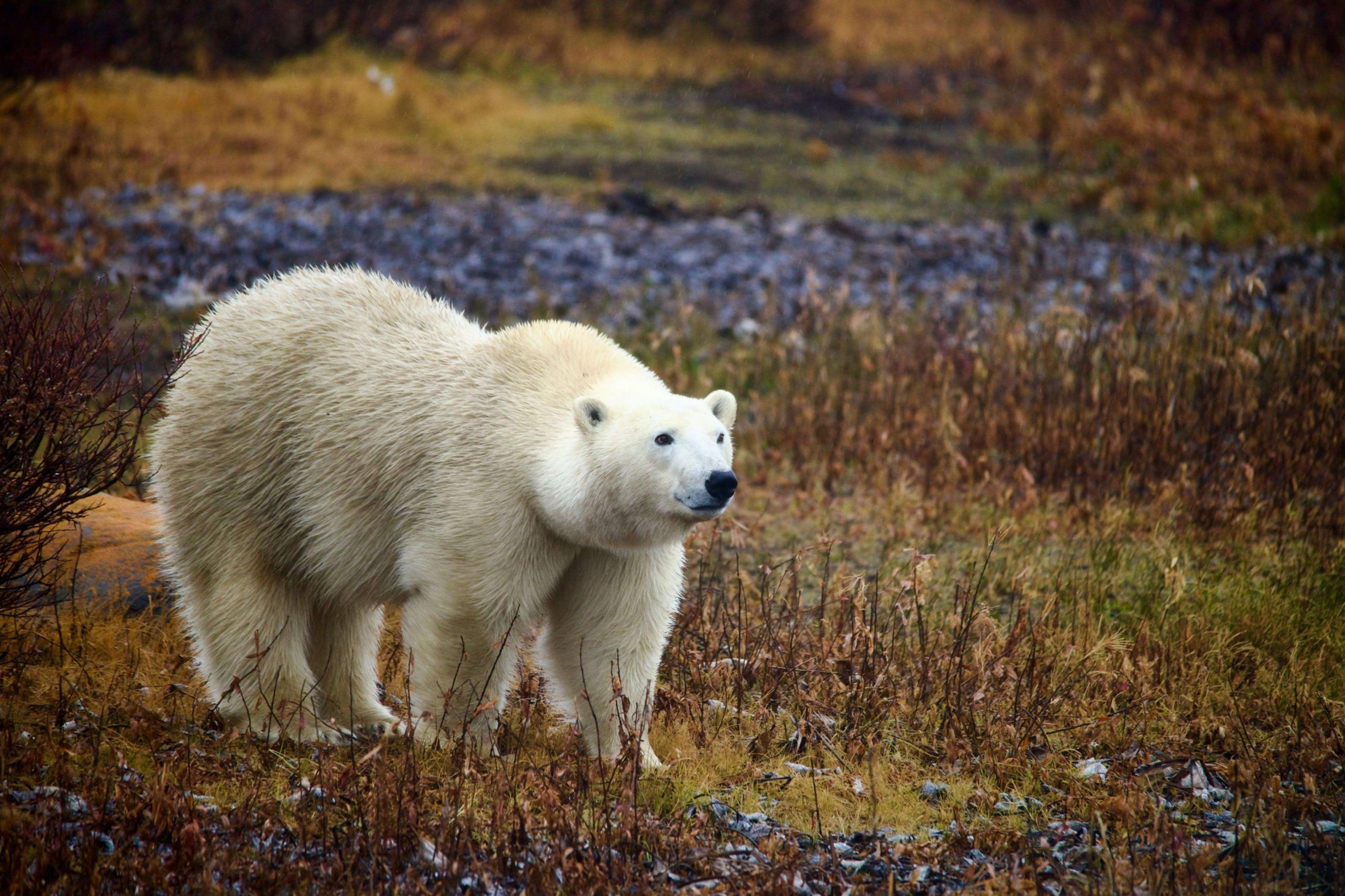 Classic  – Hotel Based