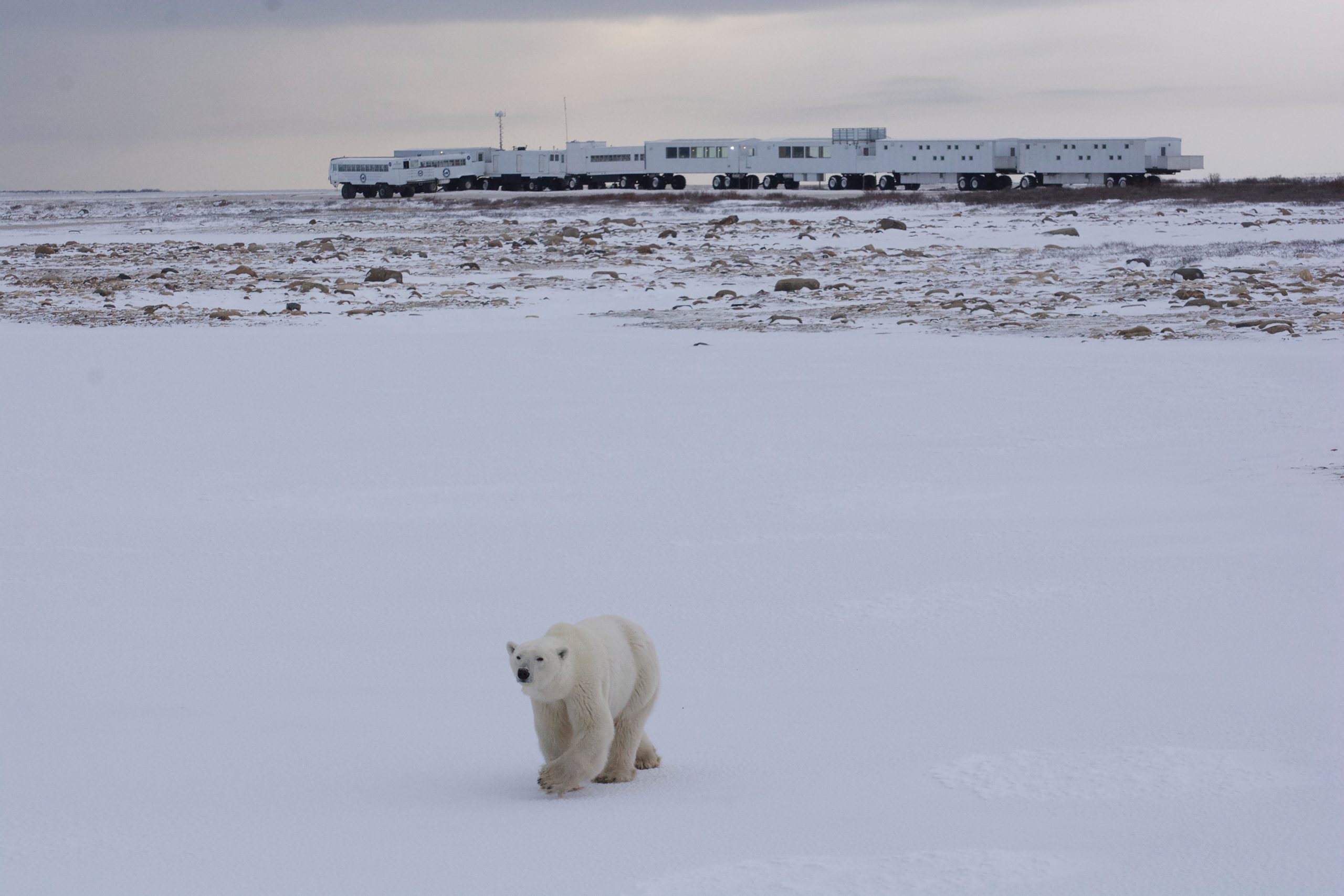 Crediting is required when using Frontiers North's photos. This means you have to credit both the photographer and Frontiers North Adventures using the following convention: © Photographer's Name/Frontiers North Adventures.
Image Caption:
A polar bear walking in front of the Tundra Buggy Lodge. The lodge is situated in the heart of polar bear country in the Churchill Wildlife Management Area, home to the largest concentration of polar bears in Churchill. Enjoy the polar bears, day or night, as their lives unfold before your eyes.