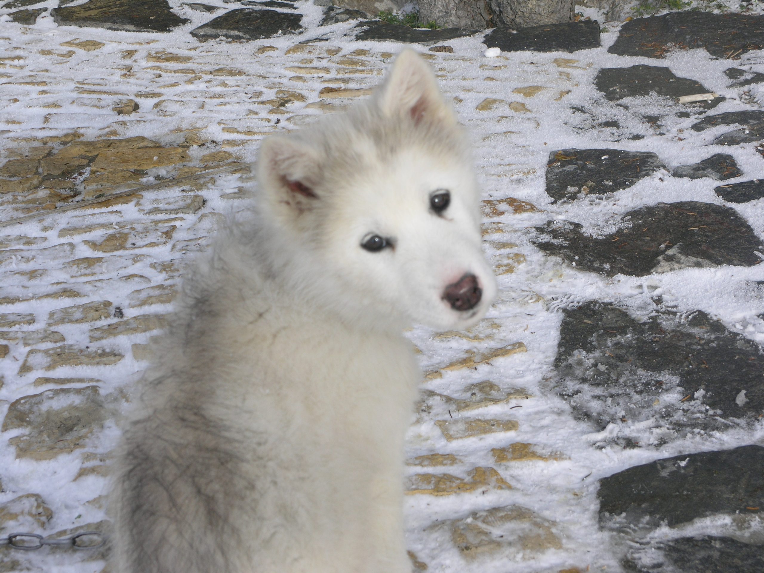 OLYMPUS DIGITAL CAMERA